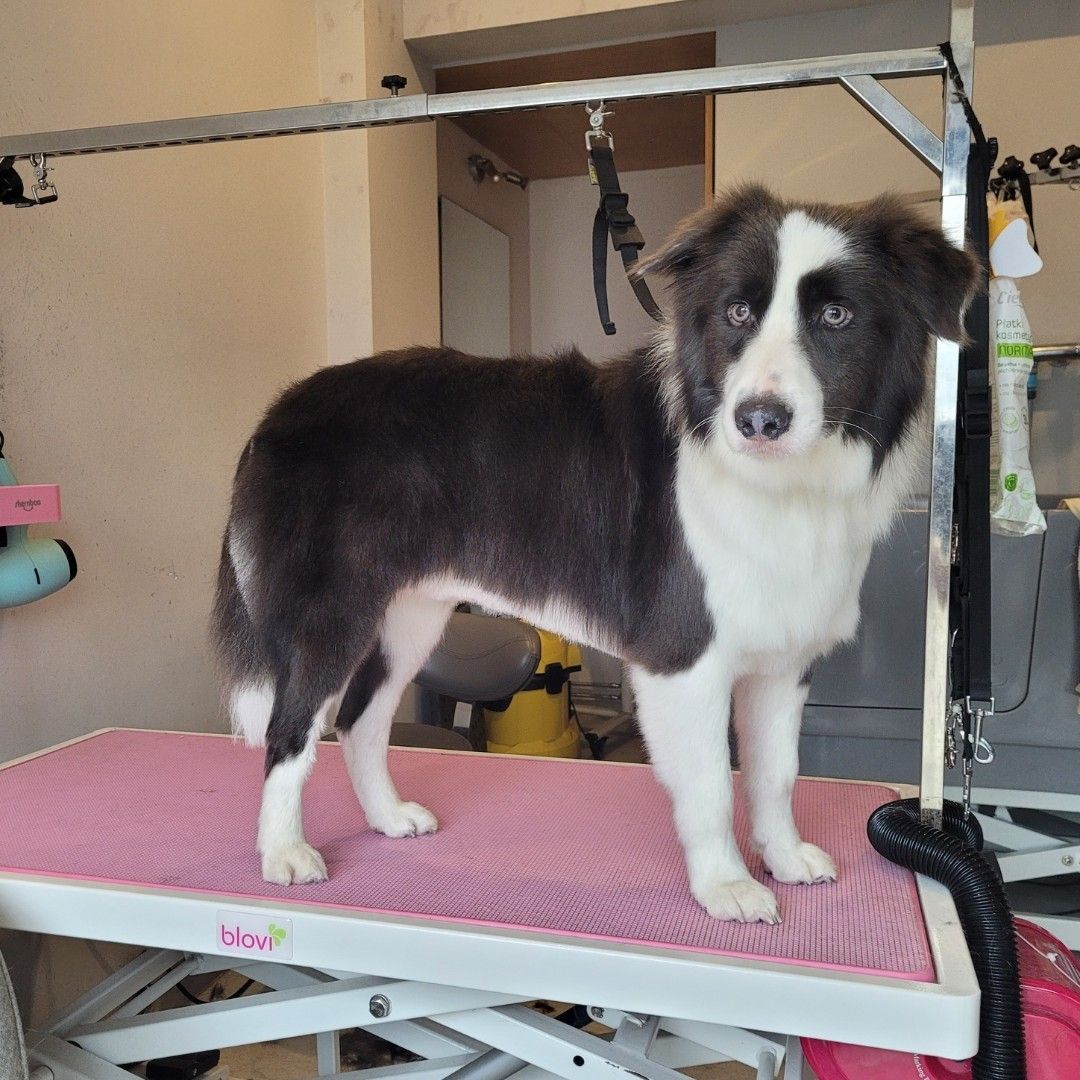 Border collie