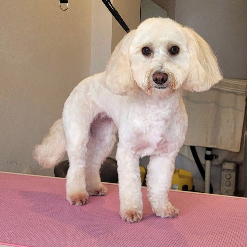 Cavapoo