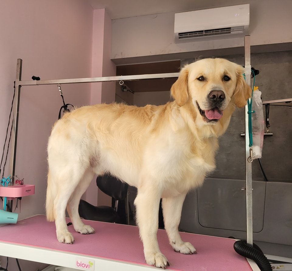Golden retriever