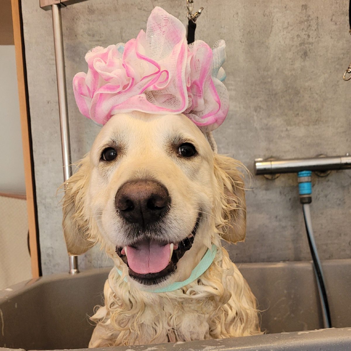Golden retriever po kąpieli u groomera Wyczesane w Gliwicach, z różową kokardą z ręcznika na głowie