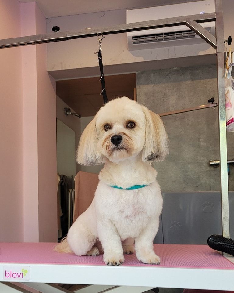 Maltipoo