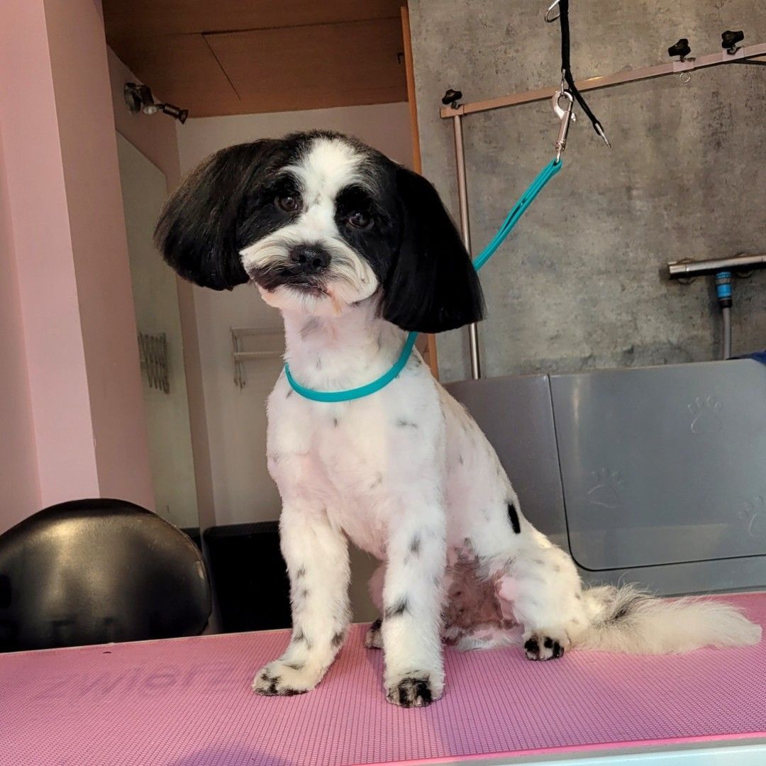 Shih Tzu