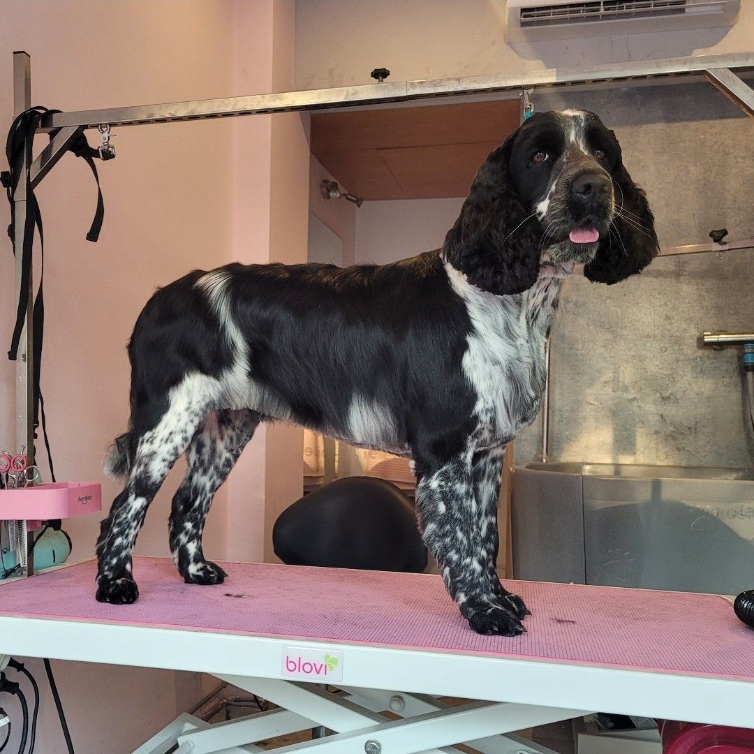 Cocker spaniel